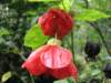 Chinese Lantern